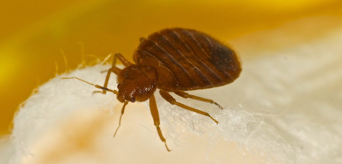 bed bug diseases